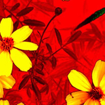 在线DDOS攻击平台